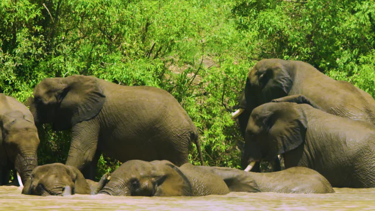 Huge elephants with close up slow motion shows textured skin and long white tusks