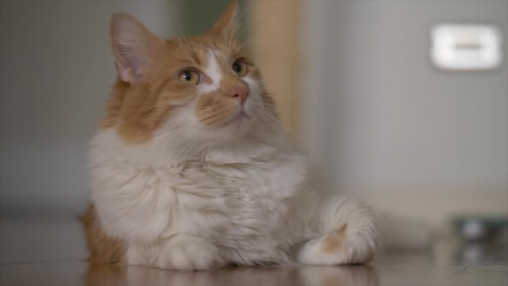 Cute adult house cat intently observes his humans