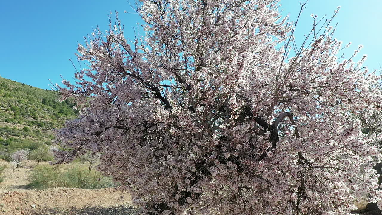 aerial view  of almond tress in bloom