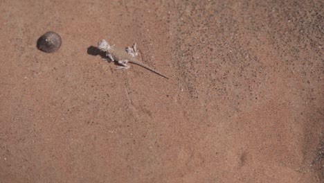 a lizard running in the desert - slow motion