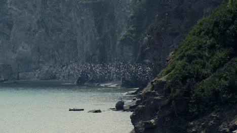 A-Colony-of-Seagulls-Fly-Low-in-Circular-Motion-Between-Ocean-Cliffs,-Getting-Ready-to-Hunt-their-Fish-Prey-in-the-Ocean-Below-at-Forillon-National-Park,-Canada