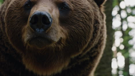 boy and a big bear in the forest