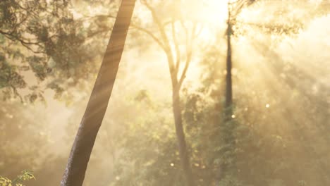 rays of bursting sunlight in a misty forest