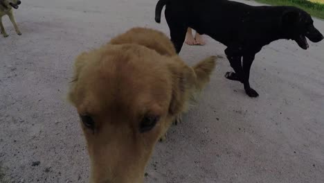 man petting a dog first view pov. french polynesia sunny day