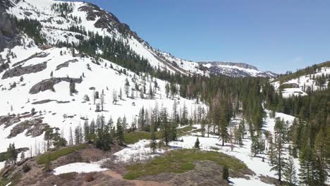 vuelo bajo rozando las copas de los árboles en las montañas nevadas