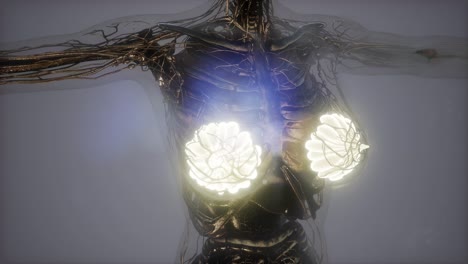 Human-Body-with-Visible-Glow-Mammary-Gland