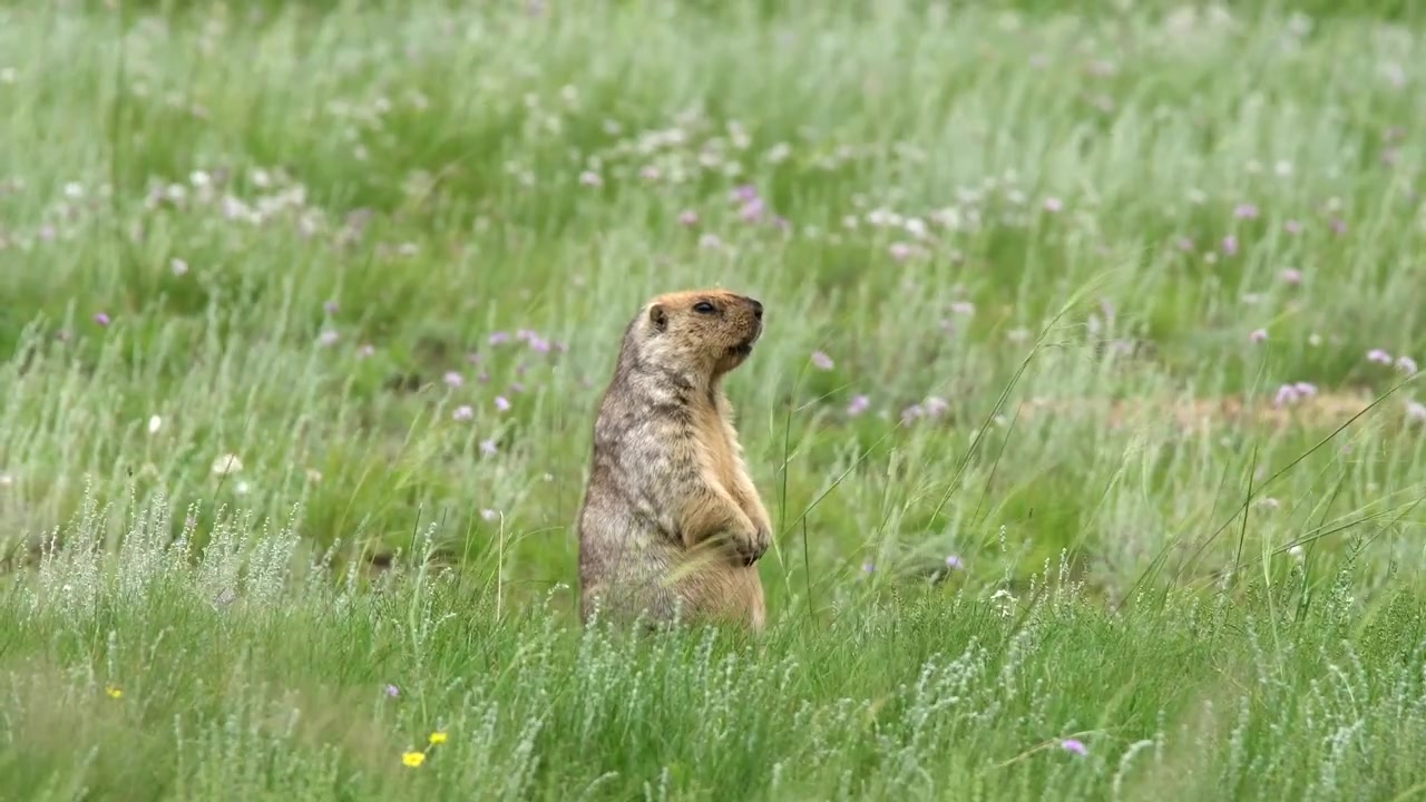 A wild marmot standing upright in a grassy meadow