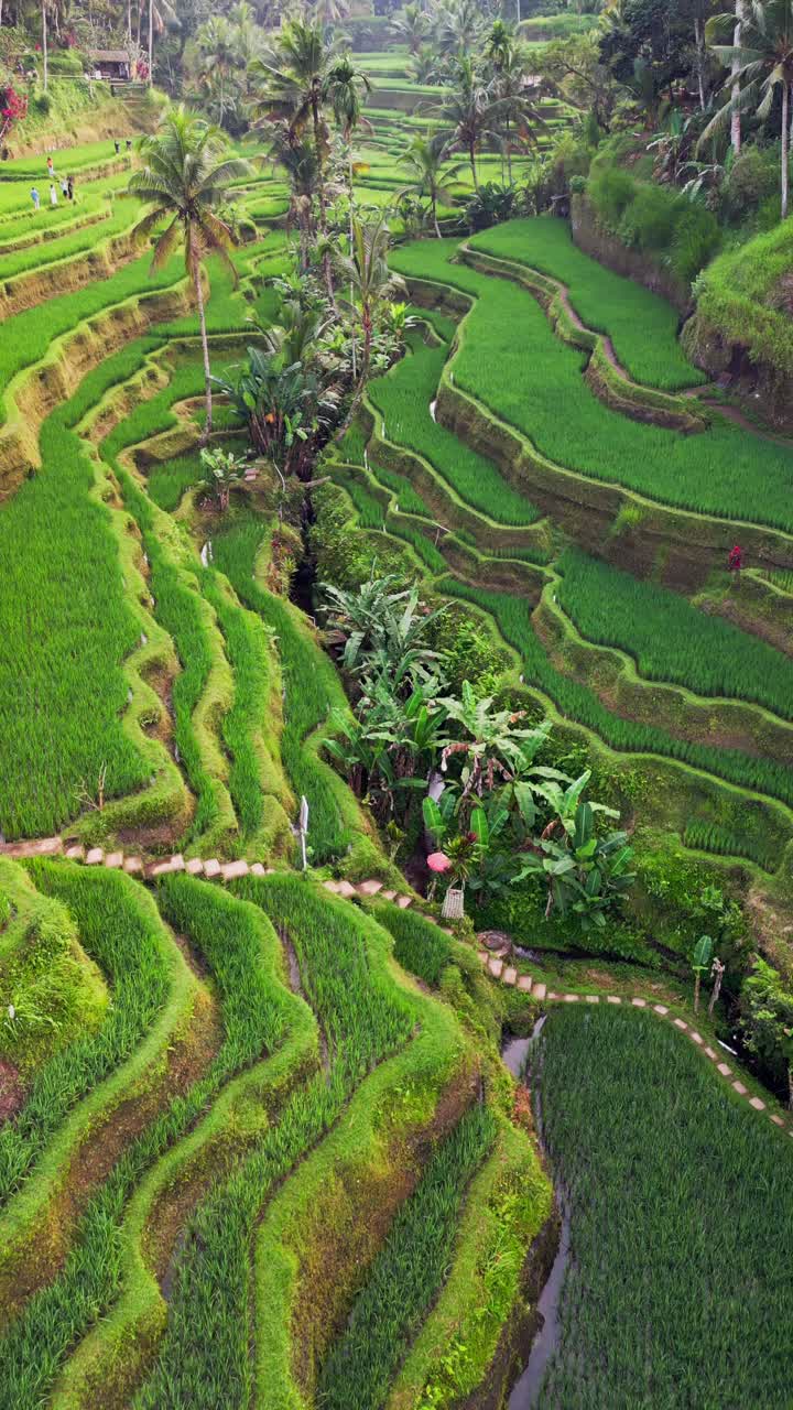 Stunning vertical footage highlights Tegalalang rice terraces in Bali with emerald green steps bordered by palm trees and lush greenery capturing the harmony of culture and nature
