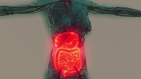 transparent-human-body-with-visible-digestive-system