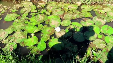 Woman-holding-camera-films-her-silhouette-over-waterlilies,-making-V-gesture