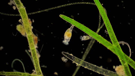 microscopic rotifera filter feed among aquatic plants