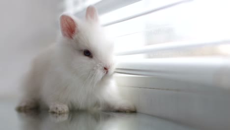 a cute white bunny by a window