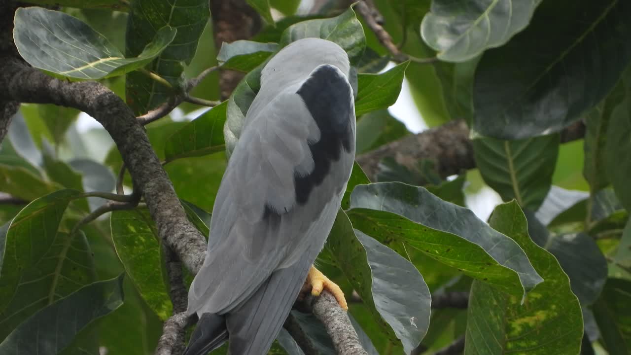 나무에 검은 날개 연 uhd mp4 4k