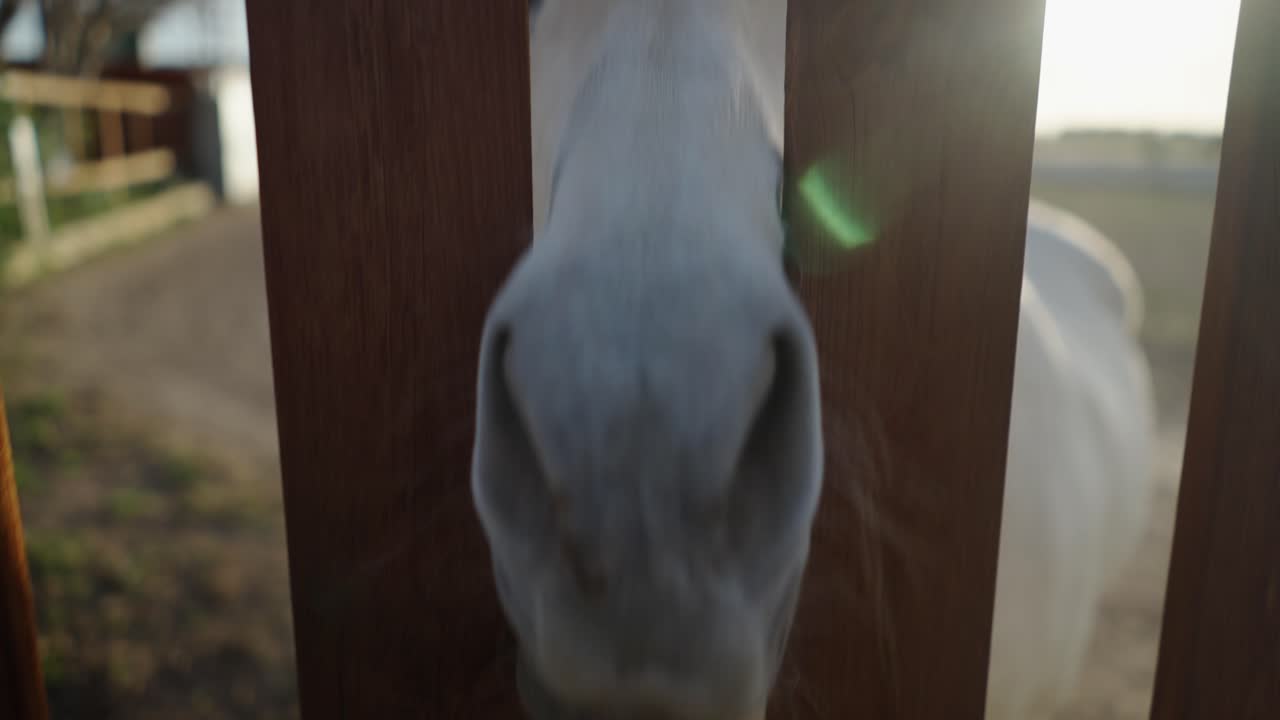 White Horse Nose Through Wooden Fence