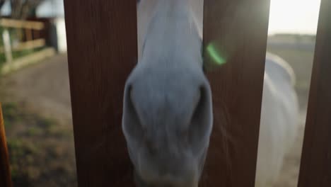 white horse nose through wooden fence