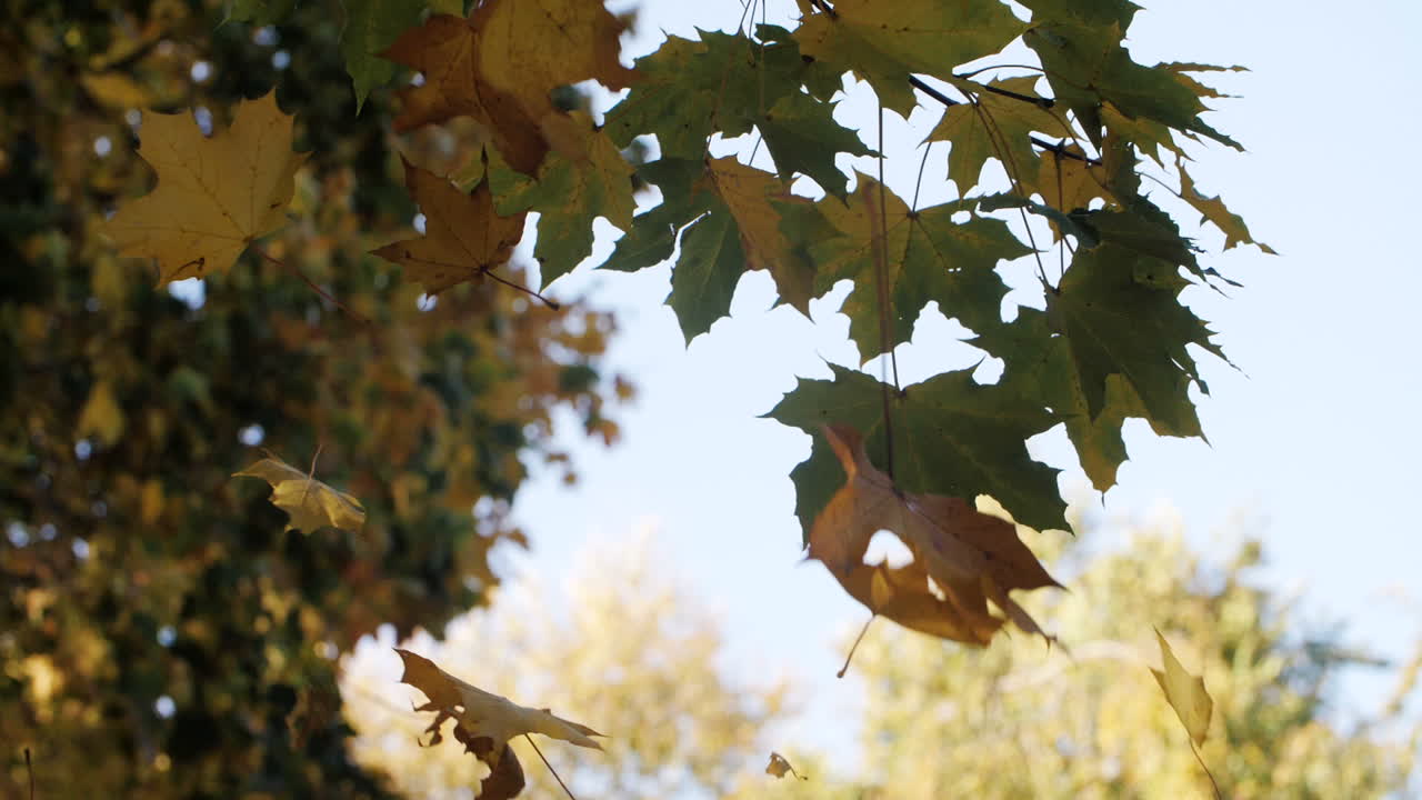 떨어지는 단풍의 슬로우 모션 샷