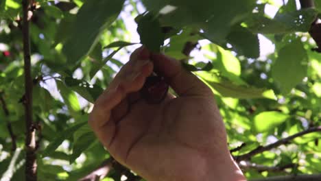 man picks ripe red cherry from the tree in the cherry farm