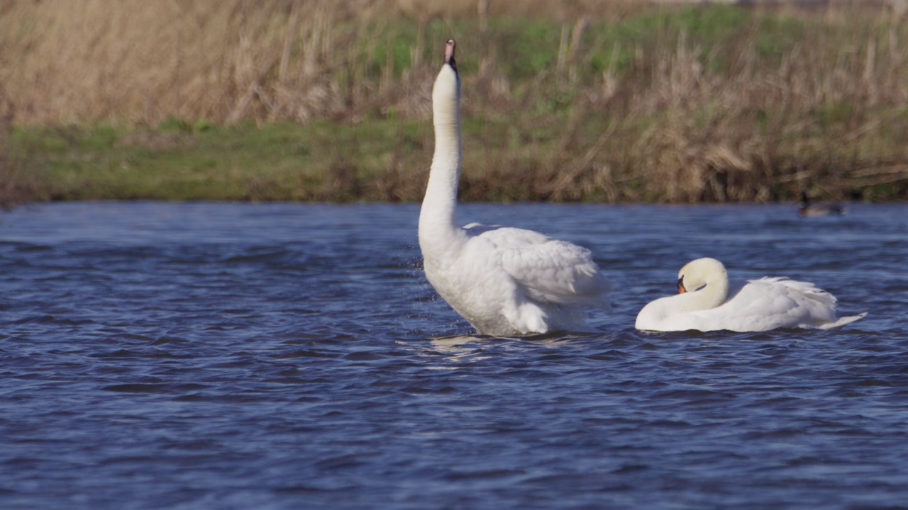 Pair of mute swans in wetland as one shakes out wet feathers in slow motion