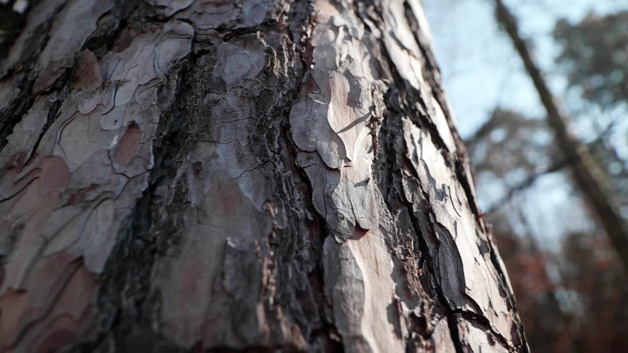 스위스의 숲에 있는 나무 줄기의 세부 샷