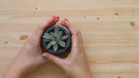 top view of afemale hand bringing winter decoration with a succulent