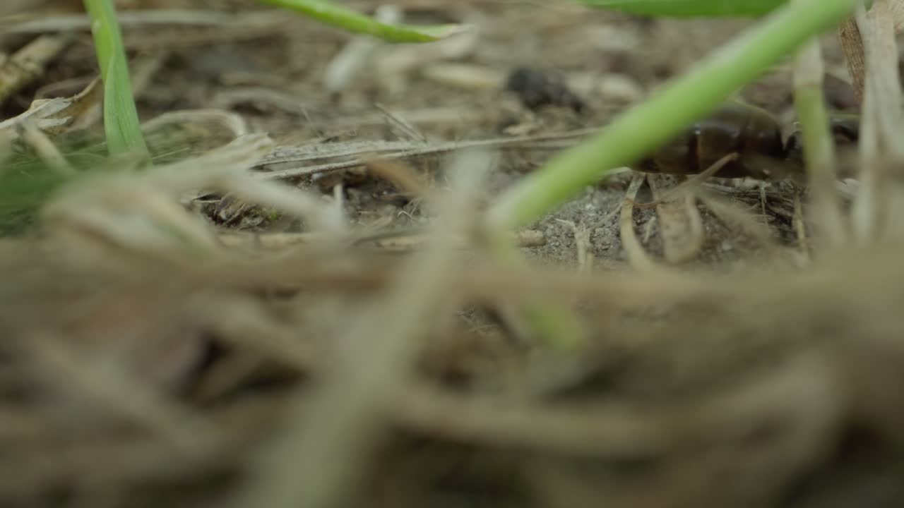 Ant navigates dried grass and moss, filmed in slow motion to highlight insect movement