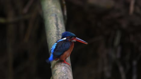 visto acicalándose el pecho y las plumas naranjas de la parte delantera después de un baño rápido