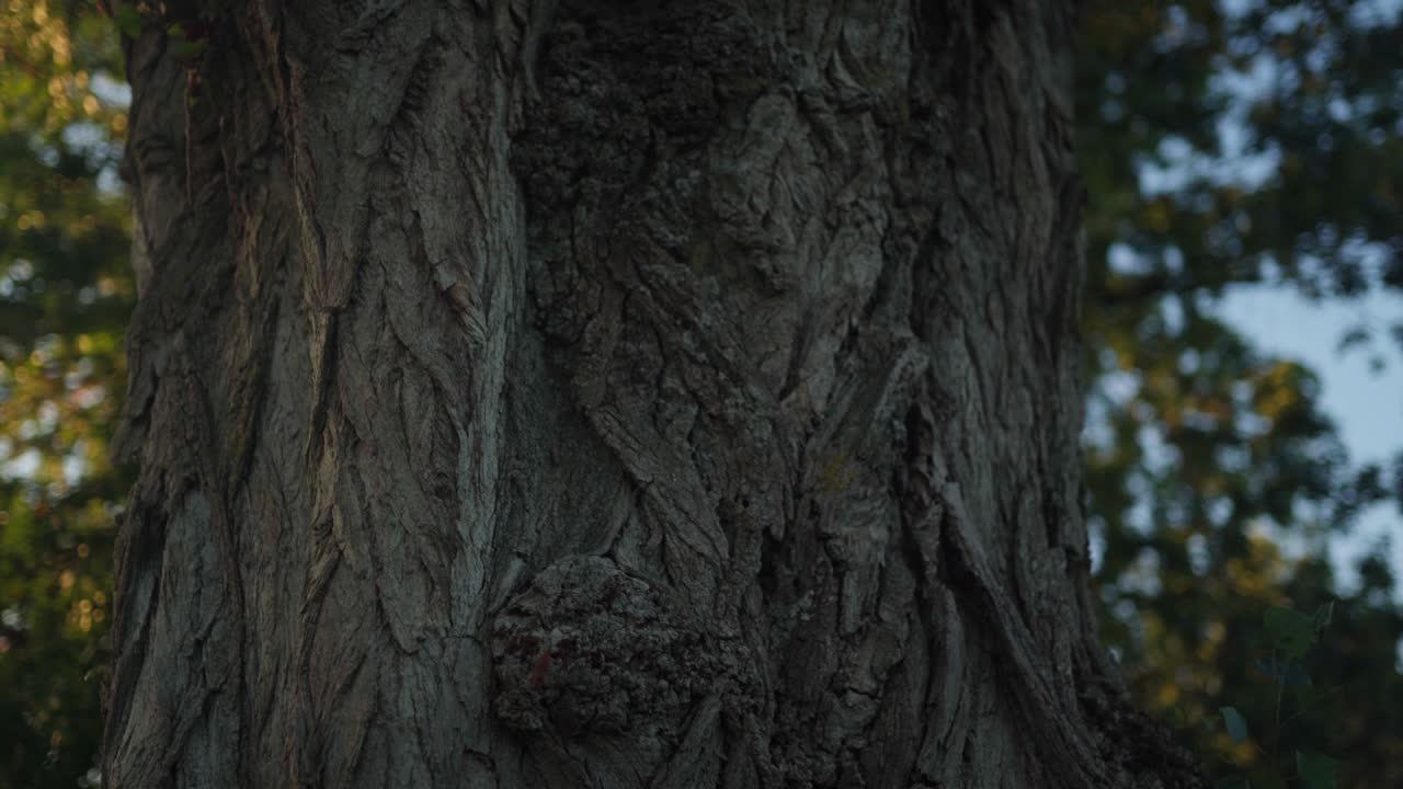 Un vecchio tronco d'albero nella foresta.