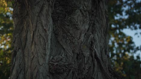 an old tree trunk in the forest