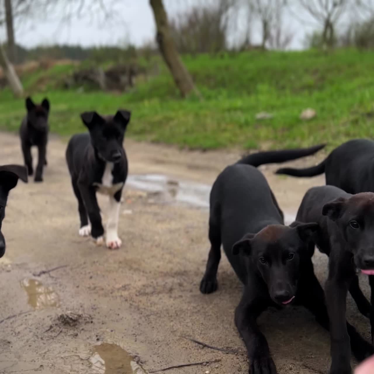 Cute big puppies on the village road. A pack of stray dogs of similar size and color walking by the street. Hungry scared pups waiting for food