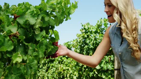 happy couple looking at grapes in vineyard