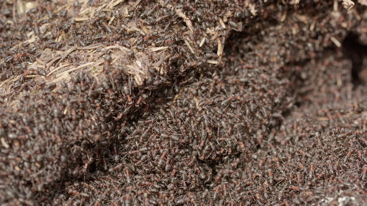 Red wood ant colony, Formica rufa, in a forest in Sweden, close up