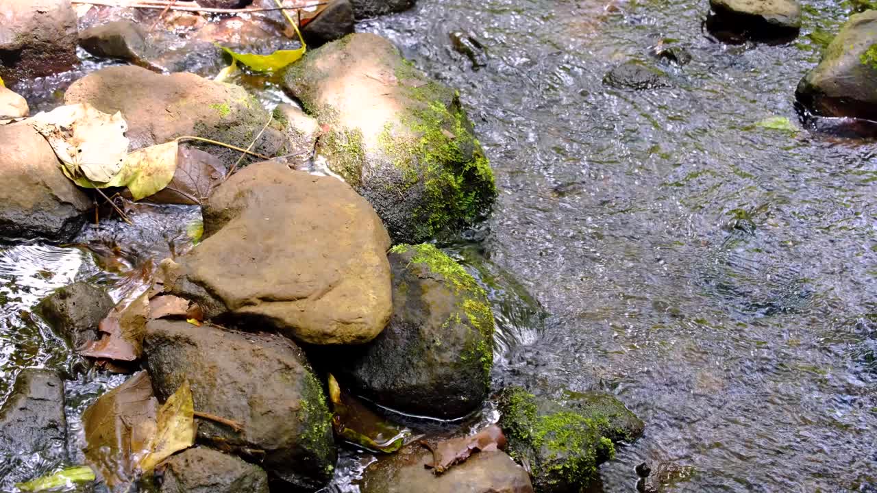Scenic view freshwater stream flowing in forest interior of Moorea Island in French Polynesia on Three Coconuts walking trail