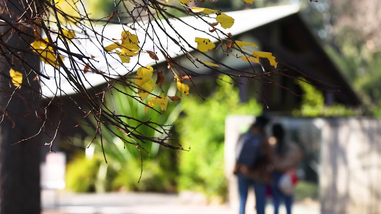 멜버른 동물원 에서 나무 가지  에서 산책 하는 부부