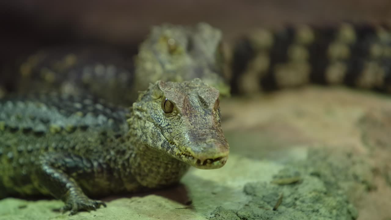 caimán levantando el rack de la cabeza centrarse de uno a otro