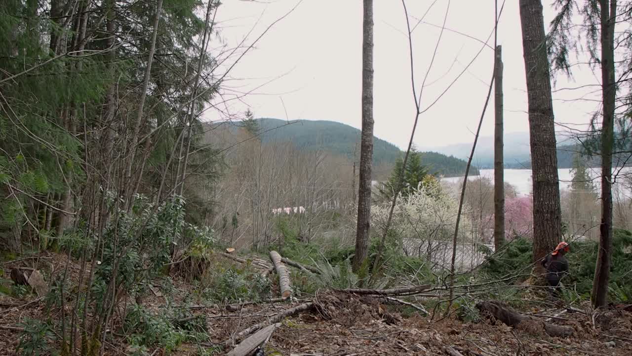 로거가 도끼로 쐐기를 치고 백그라운드에서 호수와 산이 있는 떨어지는 나무에서 멀리 걸어가는 긴 샷