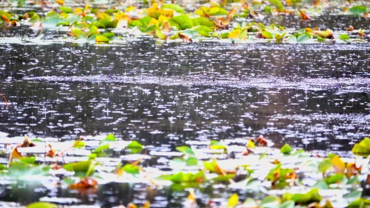 Raindrops splash onto the surface of a pond in ultra slow motion
