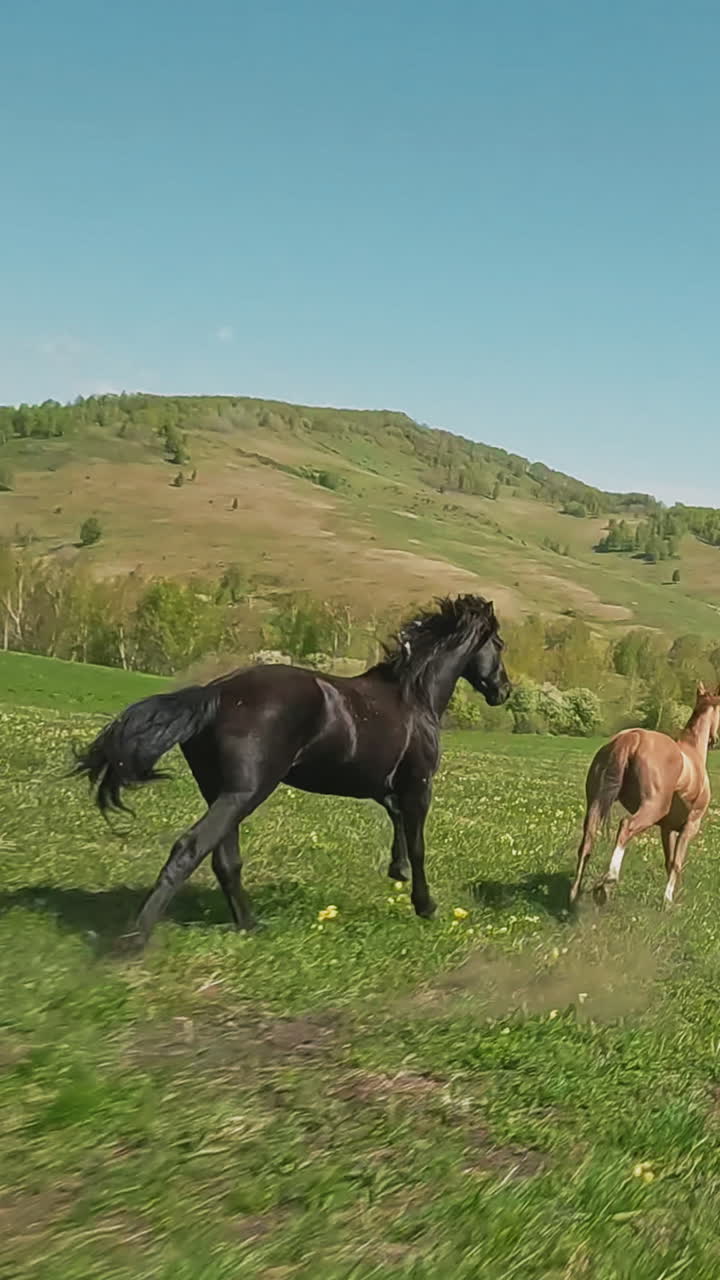 Beautiful black horse chases beige coated running along empty green meadow aerial view. Active animals gait in hilly valley under clear sky slow motion