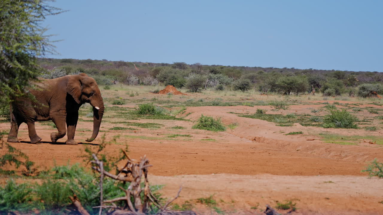 African Elephant in Savanna