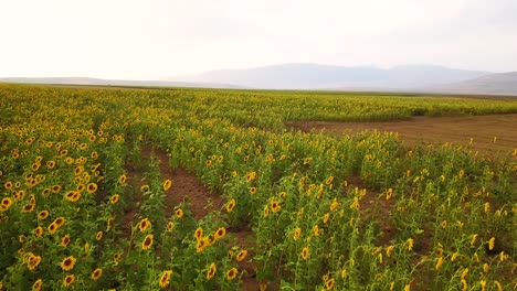 Birdseye-drone-shot-of-sunset-scenic-landscape-and-sunflower-field-in-a-mountain-view-of-background-move-by-wind-with-yellow-and-green-color-and-golden-time-of-cloudy-pink-sky-reflect-the-light