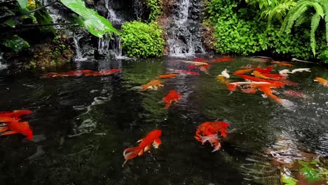 koi fish pond with waterfall and lush plants