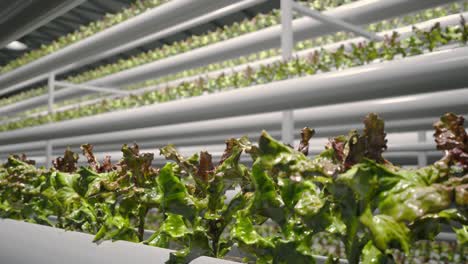 hidroponía en el vasto invernadero. acuicultura. plantación de hierbas con sistema de riego. cultivo agrícola eficiente e innovador. cientos de plantas están creciendo en la granja. producción de alimentos