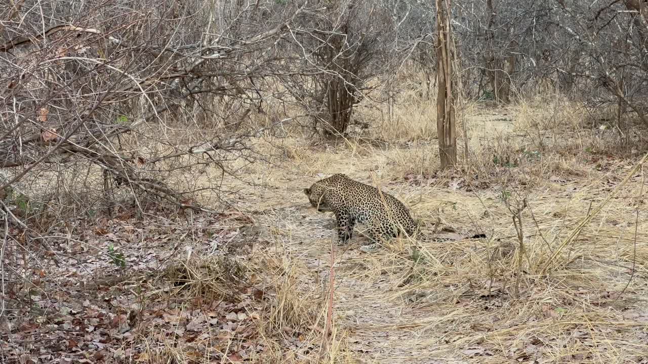 Leopard (Panthera pardus) walking in savanna in South Luangwa National Park, Zambia.