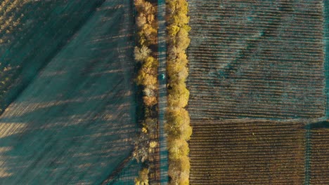 vista aérea de arriba hacia abajo de la conducción de automóviles a través de un camino arbolado - toma de drones