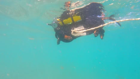 a dachshund dog in diving gear with a balloon tied to a rope is swimming underwater , actively paddling with its paws. water training for dogs. sea sports diving, swimming.