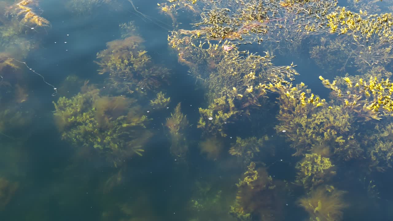 Algae and seaweed thrive in the polar summer sun. Lofoten Islands, Northern Norway.