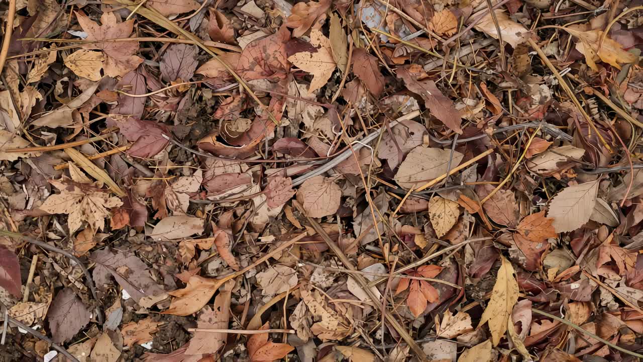 Grabación con ángulo de cámara superior que capta los detalles del suelo forestal, mostrando hojas secas, ramas y vainas