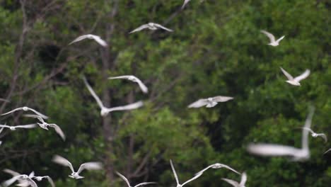 los charranes son aves marinas que se pueden encontrar en todo el mundo en el mar, ríos y otros cuerpos de agua más amplios