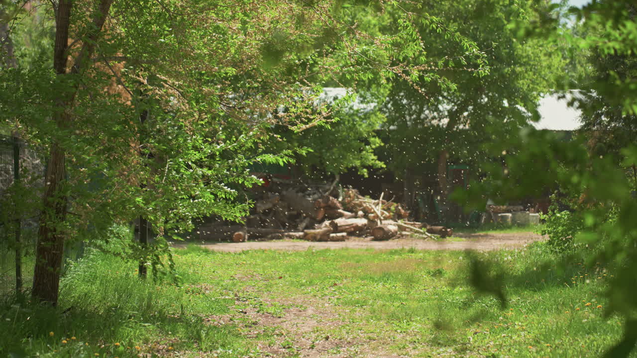 Освещенная солнцем сельская поляна с поленницей дров, обрамленная лиственными деревьями и травянистой тропой, сложенные бревна рядом с обветренной крышей сарая, теплый летний свет, проникающий сквозь кроны деревьев, спокойная атмосфера с рассеянным светом