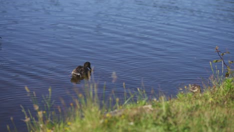 Grupo-De-Patos-Nadando-Pacíficamente-Cerca-De-La-Orilla-Cubierta-De-Hierba-Del-Río-Bajo-El-Sol-De-La-Mañana.