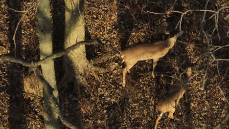 White-tail-deer-grazing-in-golden-hour-light,-Lake-Swepco,-AR,-USA,-aerial-view